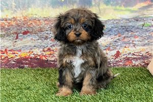 Camden - Cavapoo for sale