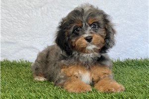 Patrick - puppy for sale