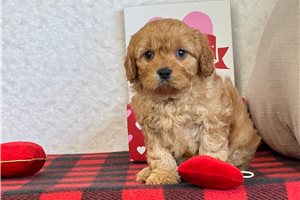 Georgia - Cavapoo for sale
