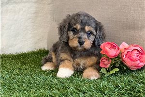 Precious - puppy for sale