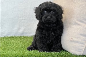 Emilio - puppy for sale