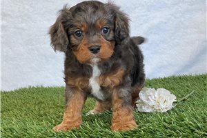 Peter - Cavapoo for sale
