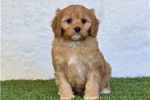 Mitchell - puppy for sale