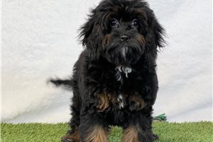 Brynlee - Cavapoo for sale