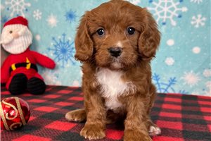 Cara - puppy for sale