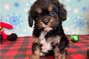 Cinder - puppy for sale