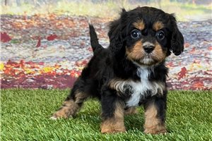 Callie - Cavapoo for sale