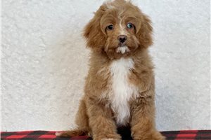 Curtis - Cavapoo for sale