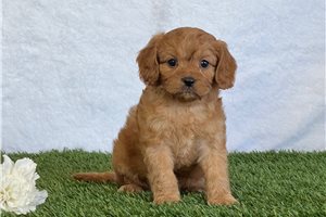 Poem - puppy for sale