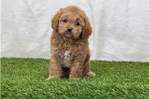 Finnegan - Cavapoo for sale
