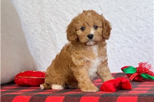 Elijah - puppy for sale