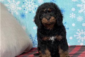 Devon - Cavapoo for sale