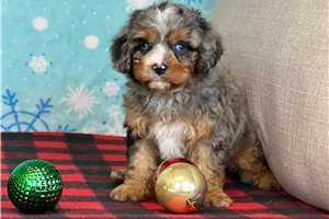 Collette - puppy for sale