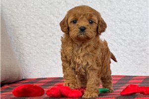 Gidget - puppy for sale