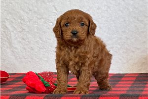 Gohan - Cavapoo for sale