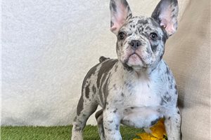 Norton - French Bulldog for sale