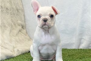 Kayla - French Bulldog for sale