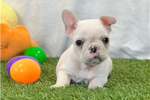 Killian - French Bulldog for sale