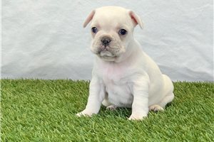 Kayla - puppy for sale