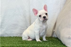 Kade - French Bulldog for sale
