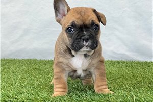 Katalina - puppy for sale