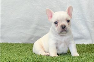 Kade - puppy for sale