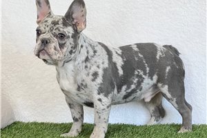 Norton - French Bulldog for sale