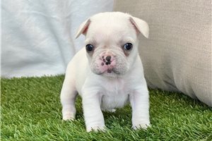 Killian - puppy for sale