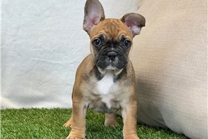 Katalina - French Bulldog for sale