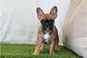 Katalina - French Bulldog for sale