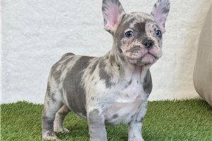 Ralph - puppy for sale