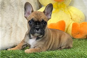 Katalina - French Bulldog for sale