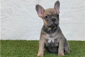 Rainbow - puppy for sale
