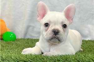 Kade - French Bulldog for sale
