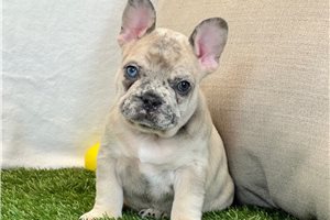 Kaleb - French Bulldog for sale