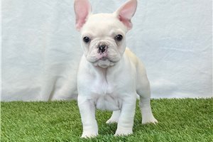 Killian - French Bulldog for sale