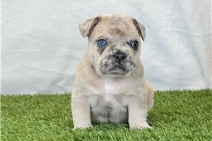 Kaleb - French Bulldog for sale