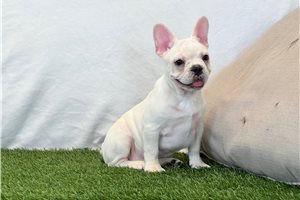 Kade - French Bulldog for sale