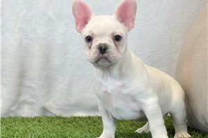 Kade - French Bulldog for sale
