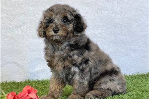 Rileigh - Poodle, Miniature for sale