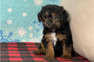 Faith - puppy for sale