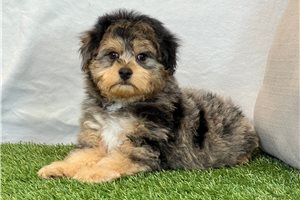 Flynn - Yorkiepoo - Yorkie Poo for sale