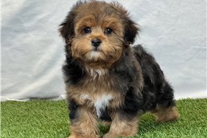 Forrest - Yorkiepoo - Yorkie Poo for sale