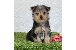 Kolby - Yorkshire Terrier - Yorkie for sale