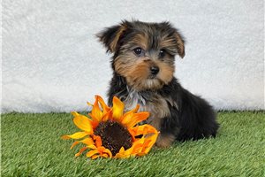 Yorkie Puppies for Sale in Virginia Beach: Your Ultimate Guide