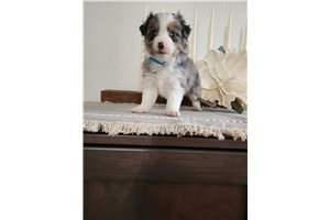 Sara - Miniature Australian Shepherd for sale