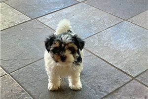 Catia - Biewer Terrier for sale