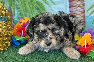 Jonny - puppy for sale