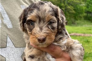 Joy - puppy for sale