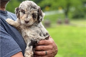 Jones - puppy for sale